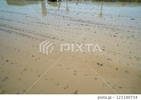 rice-planting 121180734