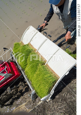 rice-planting 121180737