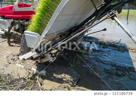 rice-planting rice-planting 121180739