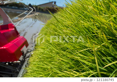 rice-planting 121180745