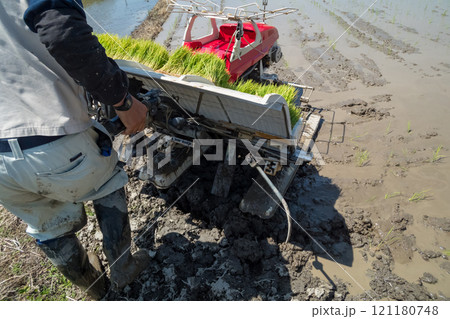 rice-planting rice-planting 121180748