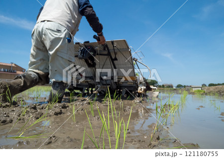 rice-planting 121180755