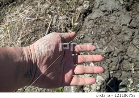 手の泥が乾いた田植え中の農家 手の泥が乾いた田植え中の農家 121180758