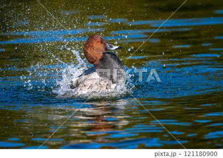 池を泳ぐホシハジロ 121180900
