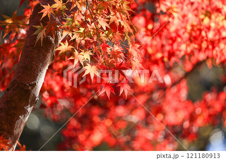 鮮やかな紅葉　秋のイメージ 121180913