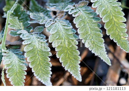葉に付いた霜 葉に付いた霜 121181113
