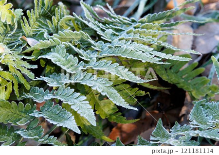 葉に付いた霜 121181114