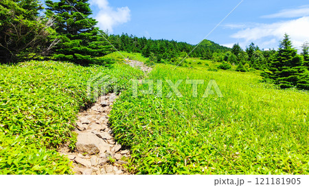 夏の四阿山・根子岳登山(中尾根コース) 夏の四阿山・根子岳登山(中尾根コース) 121181905