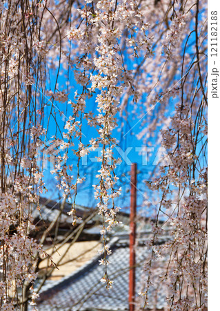 京都 本満寺の枝垂れ桜(京都府京都市上京区) 京都 本満寺の枝垂れ桜(京都府京都市上京区) 121182188
