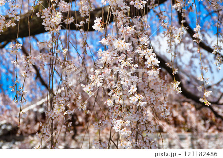 京都 本満寺の枝垂れ桜(京都府京都市上京区) 京都 本満寺の枝垂れ桜(京都府京都市上京区) 121182486