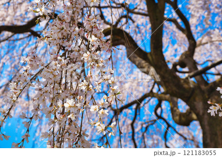 京都　本満寺の枝垂れ桜（京都府京都市上京区） 121183055