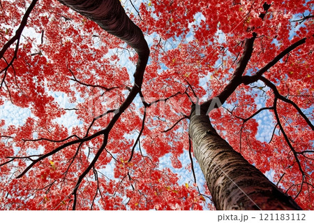 Vivid Red Leaves Against a Bright Sky by Generative Ai 121183112