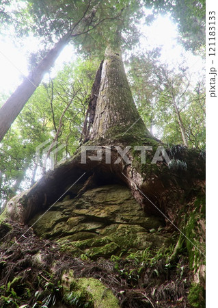 室生寺・杉の木(奈良県・宇陀市) 室生寺・杉の木(奈良県・宇陀市) 121183133