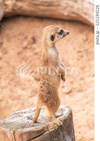 Meerkat, Suricata suricatta, on hind legs. Portrait of meerkat standing on hind legs with alert expression. Portrait of a funny meerkat sitting on its hind legs. Meerkat, Suricata suricatta, on hind legs. Portrait of meerkat standing on hind legs with alert expression. Portrait of a funny meerkat sitting on its hind legs. 121184226