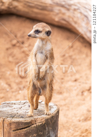 Meerkat, Suricata suricatta, on hind legs. Portrait of meerkat standing on hind legs with alert expression. Portrait of a funny meerkat sitting on its hind legs. Meerkat, Suricata suricatta, on hind legs. Portrait of meerkat standing on hind legs with alert expression. Portrait of a funny meerkat sitting on its hind legs. 121184227
