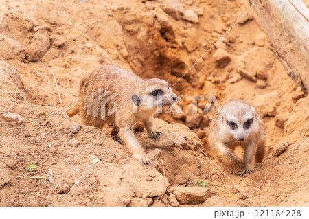 Meerkat suricatta family wildlife picture. 121184228