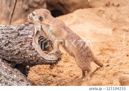 Meerkat suricatta family wildlife picture. 121184233
