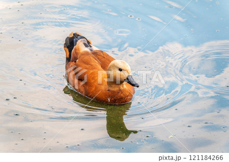 Ruddy Shelduck, or red duck, lat. Tadorna ferruginea, swimming on a lake. 121184266