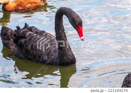 A graceful black swan with a red beak is swimming on a lake with dark green water. Cygnus atratus A graceful black swan with a red beak is swimming on a lake with dark green water. Cygnus atratus 121184274