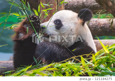 The Giant Panda Bear sits while eating a bamboo stalk 121184275