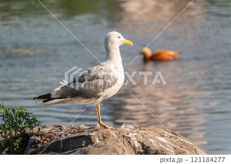 Seagull sits on stone cliff at the sea shore Seagull sits on stone cliff at the sea shore 121184277