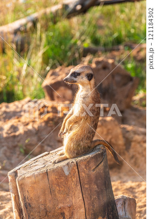 Meerkat, Suricata suricatta, on hind legs. Portrait of meerkat standing on hind legs with alert expression. Portrait of a funny meerkat sitting on its hind legs. 121184302