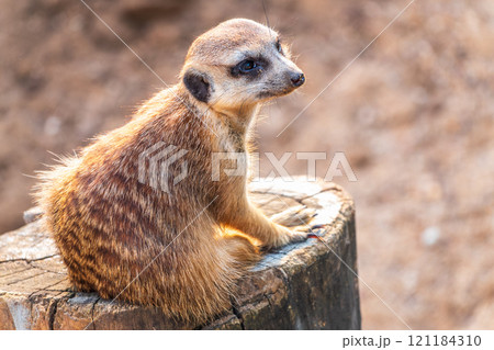 Meerkat suricatta family wildlife picture. Meerkat suricatta family wildlife picture. 121184310