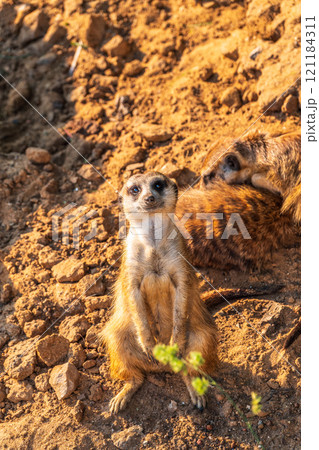 Meerkat, Suricata suricatta, on hind legs. Portrait of meerkat standing on hind legs with alert expression. Portrait of a funny meerkat sitting on its hind legs. 121184311