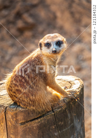 Meerkat suricatta family wildlife picture. 121184312