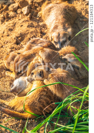 A group of cute meerkats. Meerkat Family are sunbathing. A group of cute meerkats. Meerkat Family are sunbathing. 121184313
