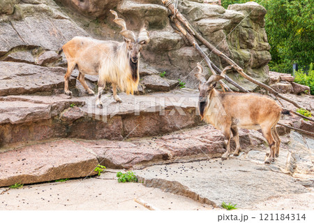 Two markhor males on the rock. Latin name - Capra falconeri 121184314