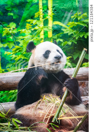 The Giant Panda Bear sits while eating a bamboo stalk 121184384
