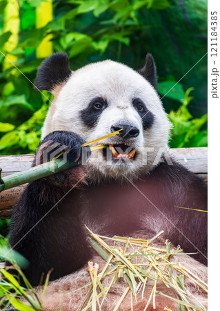 The Giant Panda Bear sits while eating a bamboo stalk 121184385