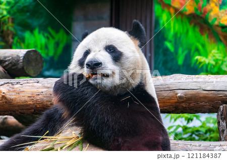 The Giant Panda Bear sits while eating a bamboo stalk 121184387