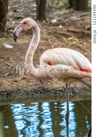 The greater flamingo, Phoenicopterus roseus, standing in water on lake shore. 121184398