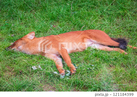 Dhole (Cuon alpinus) also known as the Asiatic Wild Dog Indian Wild Dog or Red Dog Dhole (Cuon alpinus) also known as the Asiatic Wild Dog Indian Wild Dog or Red Dog 121184399