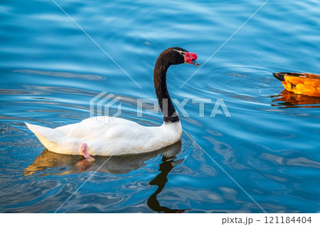 The black-necked swan, Cygnus melancoryphus, is a swan that is the largest waterfowl native to South America. The body plumage is white with a black neck and head and greyish bill The black-necked swan, Cygnus melancoryphus, is a swan that is the largest waterfowl native to South America. The body plumage is white with a black neck and head and greyish bill 121184404