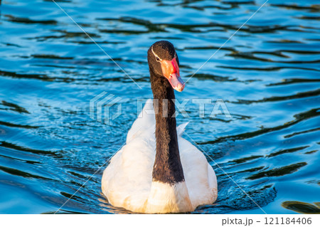 The black-necked swan, Cygnus melancoryphus, is a swan that is the largest waterfowl native to South America. The body plumage is white with a black neck and head and greyish bill 121184406