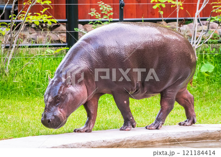 Fat hippo with shiny skin and small ears while eating the grass Fat hippo with shiny skin and small ears while eating the grass 121184414