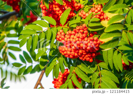 Autumn bright red rowan berries with leaves Autumn bright red rowan berries with leaves 121184415