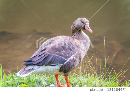 Greater White-fronted Goose (Anser albifrons) standing on the green shore of the pond. Greater White-fronted Goose (Anser albifrons) standing on the green shore of the pond. 121184474