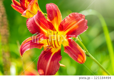 Close up of a single orange day lily, Hemerocallis fulva, in full bloom. 121184494