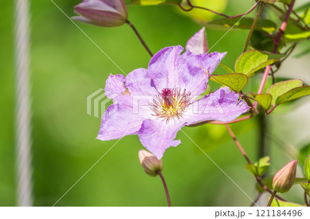 Spring Flowering Downy Clematis (Clematis macropetala). Close up of flowering blue Clematis on blurred background. Spring Flowering Downy Clematis (Clematis macropetala). Close up of flowering blue Clematis on blurred background. 121184496