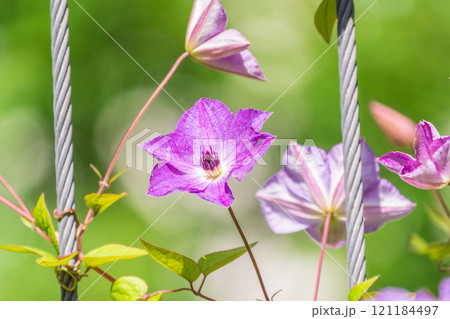 Spring Flowering Downy Clematis (Clematis macropetala). Close up of flowering blue Clematis on blurred background. Spring Flowering Downy Clematis (Clematis macropetala). Close up of flowering blue Clematis on blurred background. 121184497