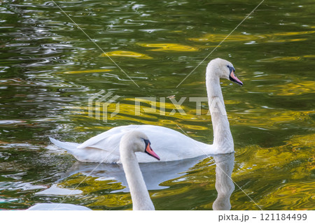 A graceful white swan swimming on a lake with dark water. The white swan is reflected in the water 121184499