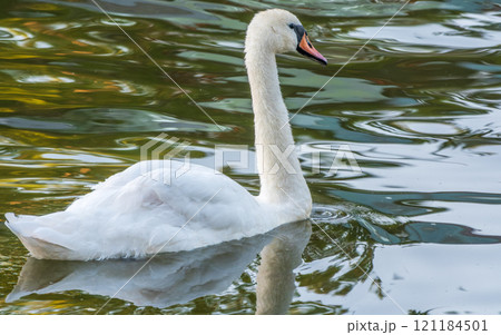 A graceful white swan swimming on a lake with dark water. The white swan is reflected in the water 121184501