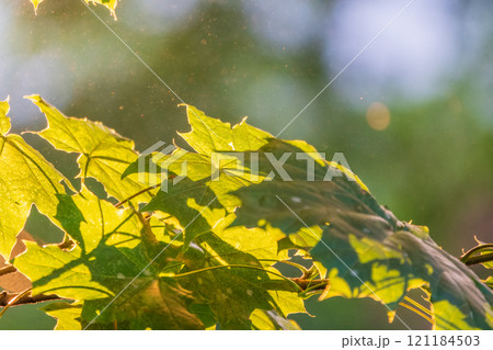 Maple branches with green and yellow leaves in autumn, in the light of sunset. Maple branches with green and yellow leaves in autumn, in the light of sunset. 121184503