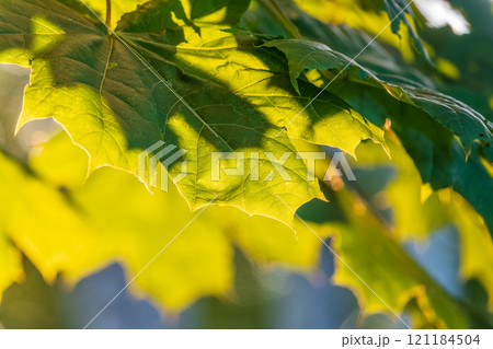 Maple branches with green and yellow leaves in autumn, in the light of sunset. Maple branches with green and yellow leaves in autumn, in the light of sunset. 121184504