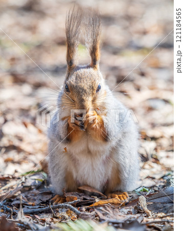 Squirrel in autumn or spring with nut on the green grass with fallen yellow leaves Squirrel in autumn or spring with nut on the green grass with fallen yellow leaves 121184565