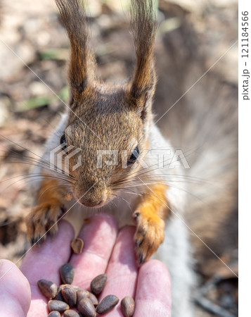 A squirrel in the spring or autumn eats nuts from a human hand. Eurasian red squirrel, Sciurus vulgaris 121184566